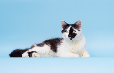 adult cat on a blue background