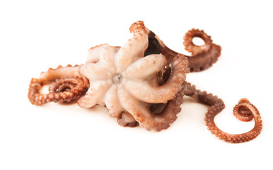 Small octopus on white background