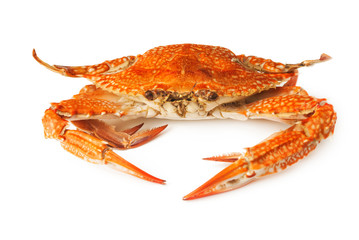 crab isolated on white background