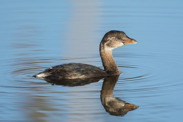 Juvenile Pied-billed Grebe