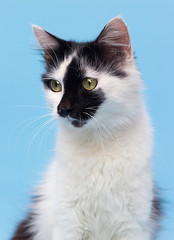 adult cat on a blue background