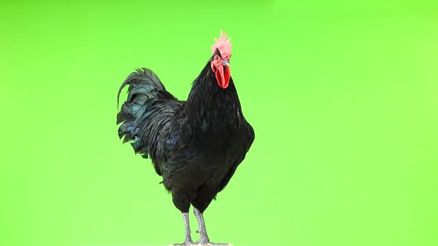 black rooster australorp (Gallus gallus) with dark green plumage sings on green screen. sound