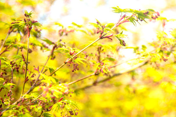 leaves of a tree in spring
