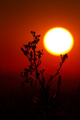 Naklejka premium thistle flowers and heads in front of sun face at sunny sunset day on a field with spider's web