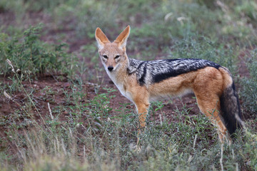 Schabrackenschakal / Blackbacked jackal / Canis mesomelas