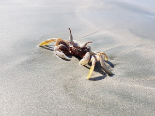 crab close up on the beach