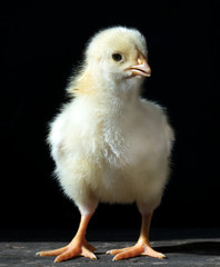 Cute baby chicken on black background
