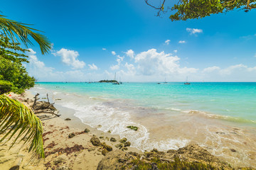 Fototapeta na wymiar Turquoise water in La Datcha beach in Guadeloupe
