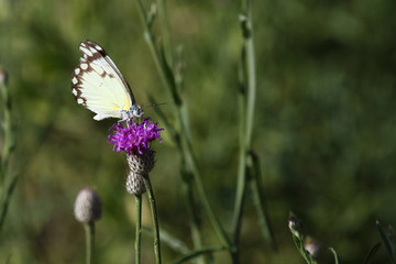 Schmetterling / Butterfly