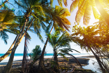 Palm trees by the sea in Grande Anse beach in Guadeloupe at sunset