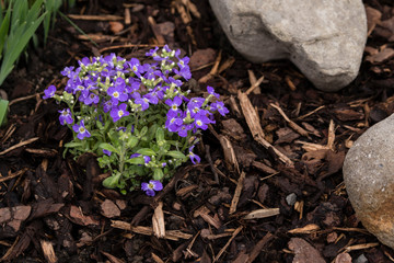Red carnation flowers in a beer garden with dew drops.