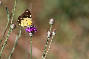 Schmetterling / Butterfly