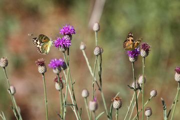 Schmetterling / Butterfly