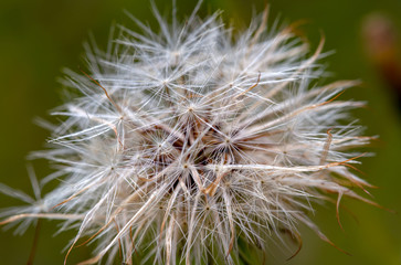 Macro photography of a false dandelion seed head. Captured at the Andean mountains of central Colombia.