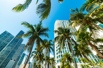 Naklejka premium Coconut palms and skyscrapers in downtown Miami