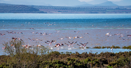 Greater Flamingos in Lagoon Fuente de Piedra, Andalusia, Spain