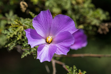 Fully open purple flower bloom against a green leafy background