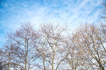 tree and blue sky