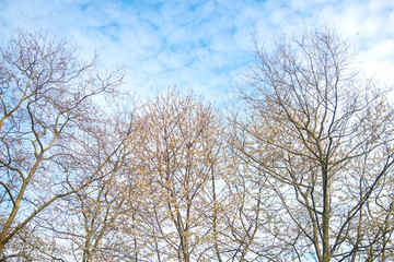 tree and blue sky