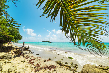 Fototapeta na wymiar Palm trees in La Datcha beach in Guadeloupe