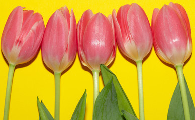 Pink. Isolated. Tulips. Yellow. Flowers. Spring. Macro