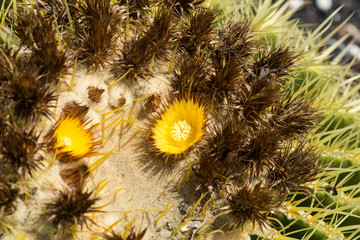 Yellow cactus blooms in a desert garden