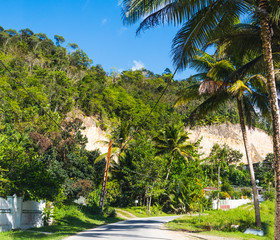 Palm trees and luxuriant vegetation in Guadeloupe