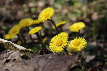 Coltsfoot yellow flowers (tussilago farfara) in a spring forest. Environment day background