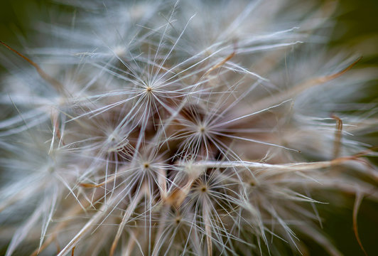 Extreme macro photography of a dandelion fluff, captured at the Andean mountains of central Colombia.