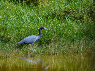 Little Blue Heron with Reflection Resting in the Tall Grass