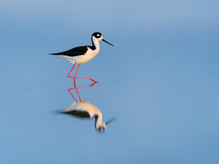 Black-necked Stilt with Reflection Walking on the Pond with Blue Water