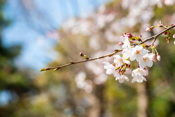 Cherry blossom in spring for background or copy space for text