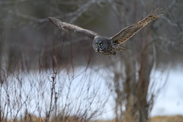 Great Grey Owl in Flight  in Winter