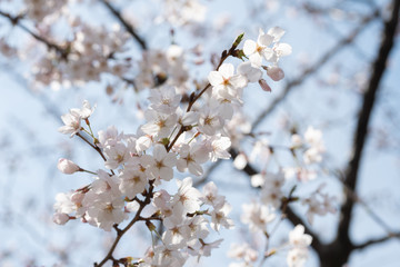 Cherry blossom in spring for background or copy space for text