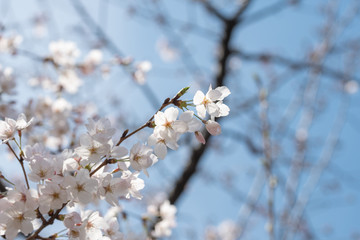 Cherry blossom in spring for background or copy space for text