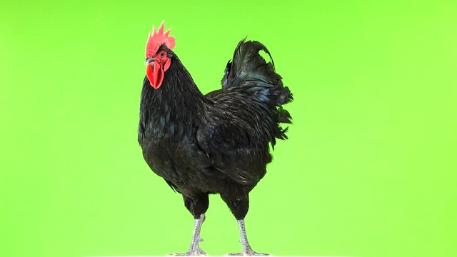 black rooster australorp (Gallus gallus) with dark green plumage flapping his wings on green screen