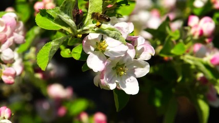 Apple tree blossoms with bee