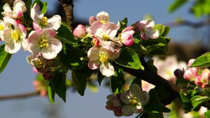 Apple tree blossoms with bee