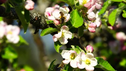Apple tree blossoms with bee