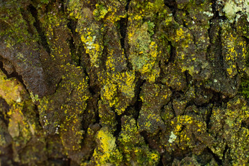 texture of a tree trunk in a forest