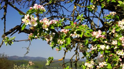 Apple tree blossoms with bee