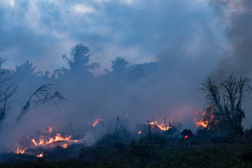 Forest fire at night. Bushes are burning, the air is polluted with smoke. Fire, close-up.