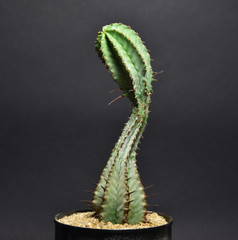 Cactus and succulents in handmade pots