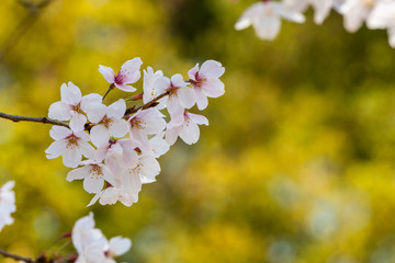 Cherry blossom in spring for background or copy space for text