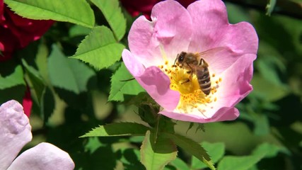 Bee full of pollen harvests a wild rose blossom in spring