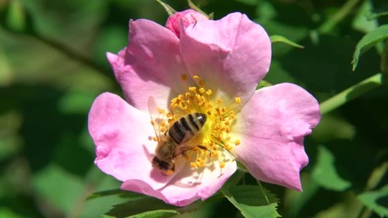 Bee full of pollen harvests a wild rose blossom in spring