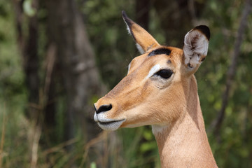 Schwarzfersenantilope / Impala / Aepyceros melampus
