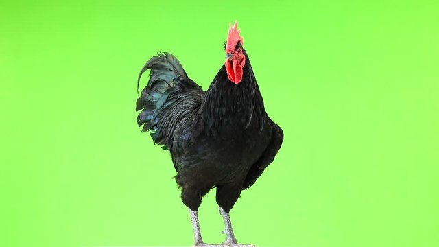 black rooster australorp (Gallus gallus) with dark green plumage on green screen