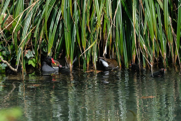 Poule d'eau et ses petits