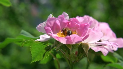 Bee full of pollen harvests a wild rose blossom in spring